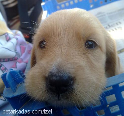 baileys Dişi Golden Retriever