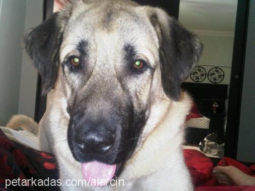 ates Erkek Kangal