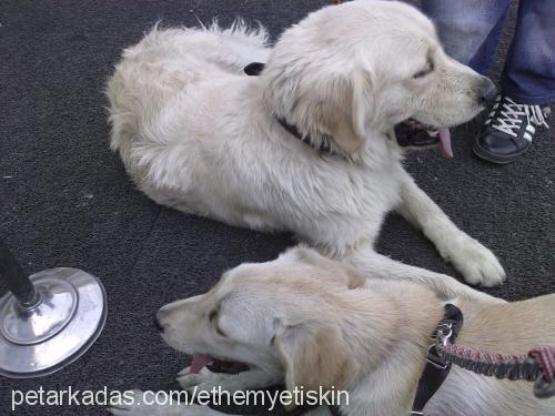 paris Dişi Labrador Retriever