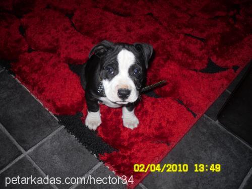 hector Erkek Amerikan Staffordshire Terrier