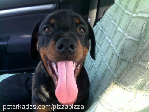 bendİs Dişi Rottweiler