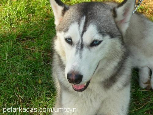 şurup Dişi Sibirya Kurdu (Husky)