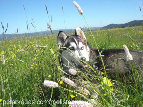 max Erkek Sibirya Kurdu (Husky)