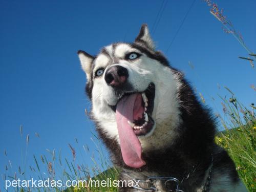 max Erkek Sibirya Kurdu (Husky)