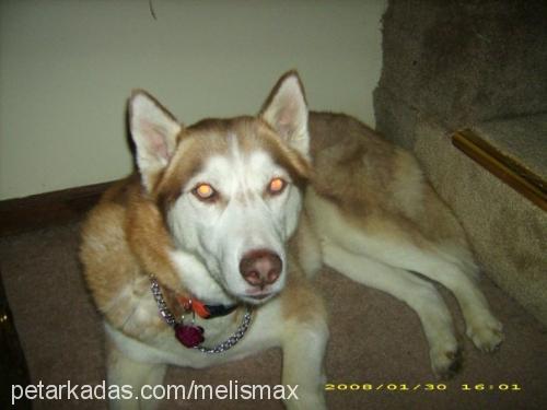 max Erkek Sibirya Kurdu (Husky)