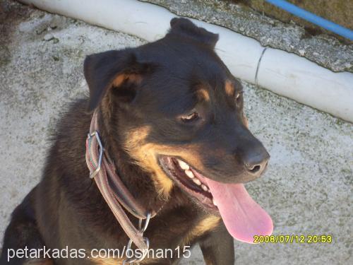 leydi Dişi Rottweiler