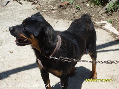 leydi Dişi Rottweiler