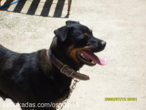 leydi Dişi Rottweiler