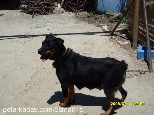 leydi Dişi Rottweiler