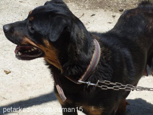 leydi Dişi Rottweiler