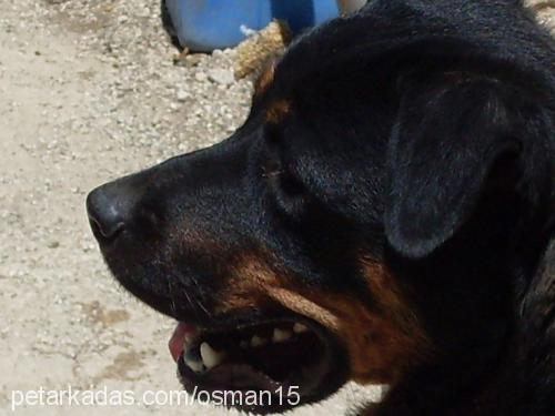 leydi Dişi Rottweiler