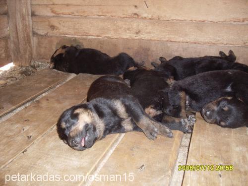 leydi Dişi Rottweiler