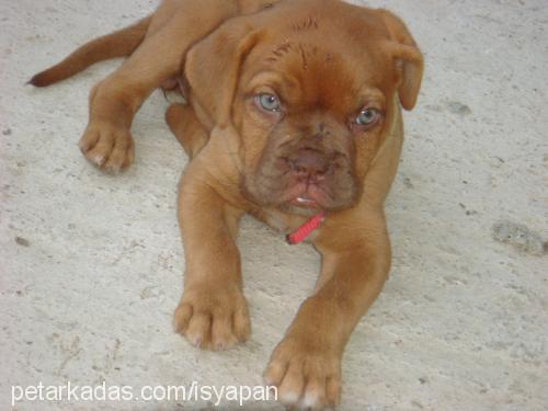 bordeuxbordo Dişi Fransız Mastiff