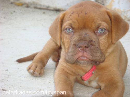 bordeuxbordo Dişi Fransız Mastiff