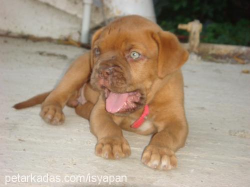 bordeuxbordo Dişi Fransız Mastiff