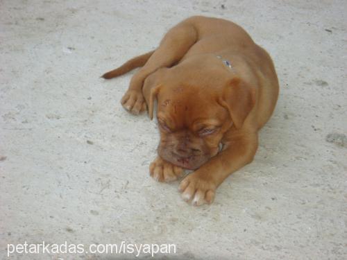 bordeuxbordo Dişi Fransız Mastiff