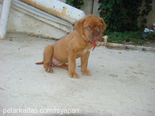 bordeuxbordo Dişi Fransız Mastiff