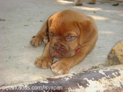 bordeuxbordo Dişi Fransız Mastiff