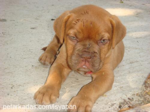 bordeuxbordo Dişi Fransız Mastiff