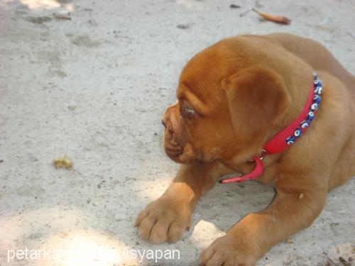 bordeuxbordo Dişi Fransız Mastiff