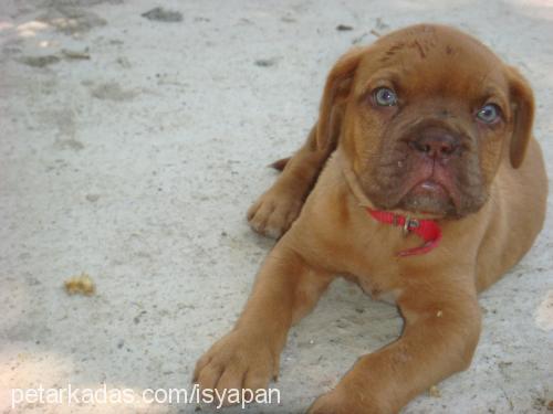 bordeuxbordo Dişi Fransız Mastiff