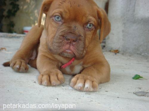 bordeuxbordo Dişi Fransız Mastiff