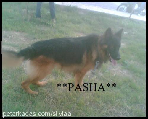 pasha Erkek Alman Çoban Köpeği