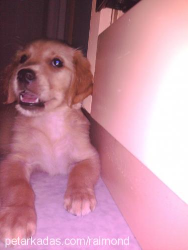 karamel Dişi Golden Retriever