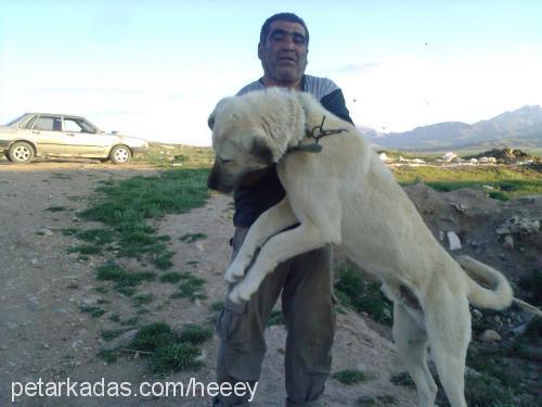 haydut Erkek Kangal