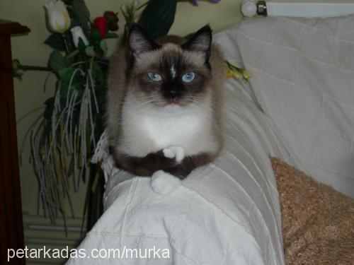 murka Dişi Ragdoll