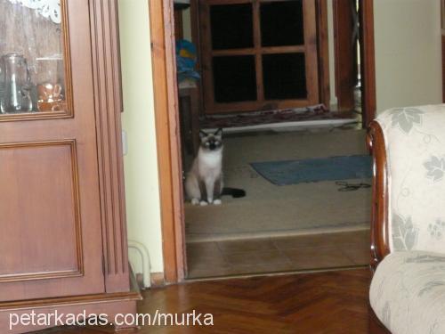 murka Dişi Ragdoll