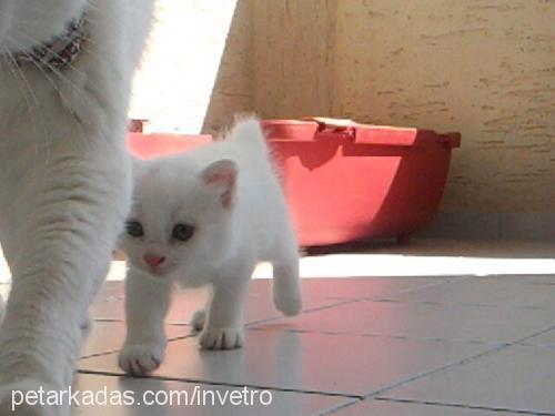 elvispresley Erkek Ankara Kedisi (Angora)