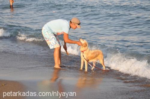 şila Dişi Golden Retriever