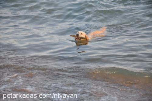 şila Dişi Golden Retriever