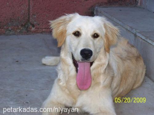 şila Dişi Golden Retriever