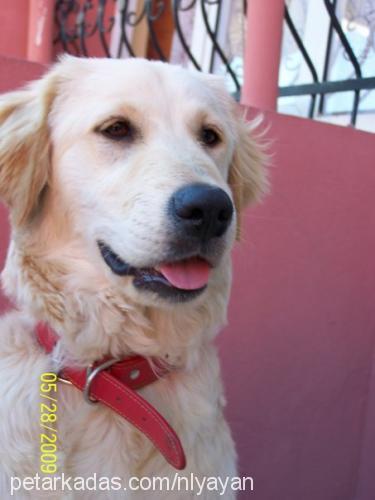 şila Dişi Golden Retriever