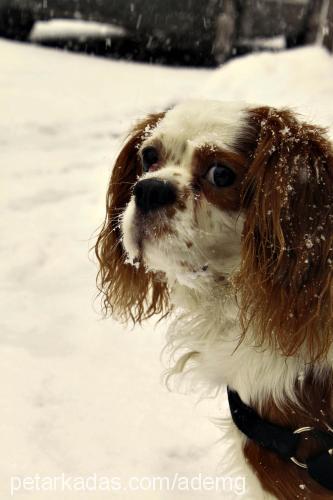 Şans Erkek Cavalier King Charles Spanieli