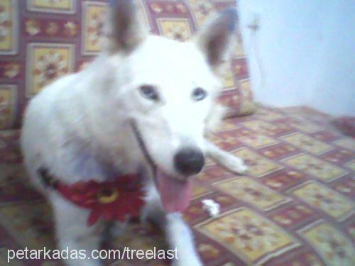 lady Dişi Sibirya Kurdu (Husky)