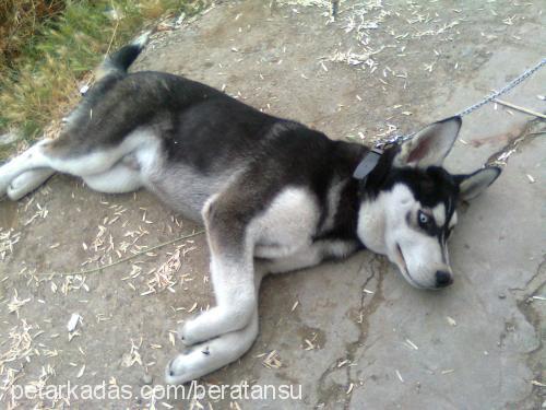 pars Erkek Alaskan Malamute