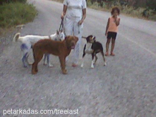 pan Erkek Fransız Mastiff