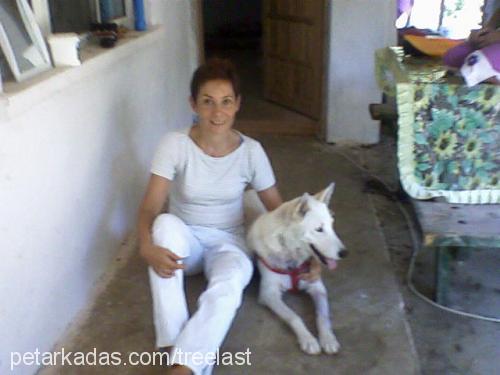 lady Dişi Sibirya Kurdu (Husky)