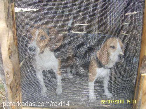 argos Erkek Beagle