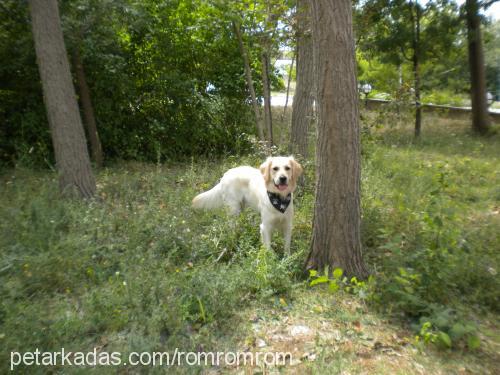 rom Erkek Golden Retriever