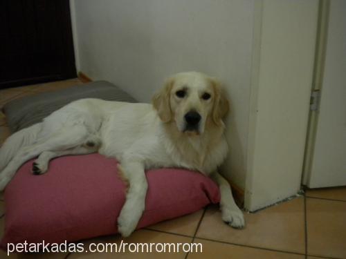 rom Erkek Golden Retriever