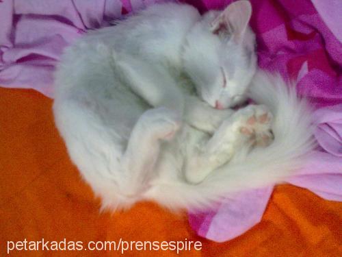 prenses Dişi Ankara Kedisi (Angora)