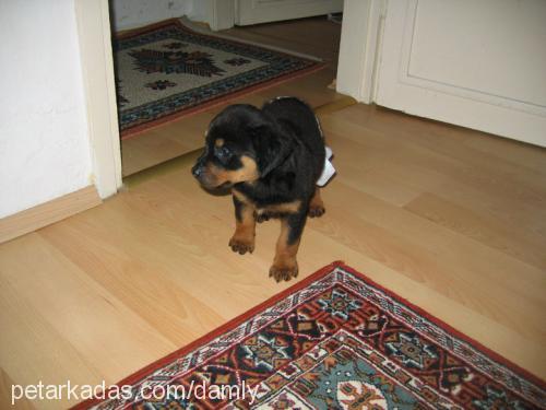 prenses Dişi Rottweiler