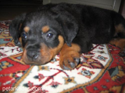 prenses Dişi Rottweiler