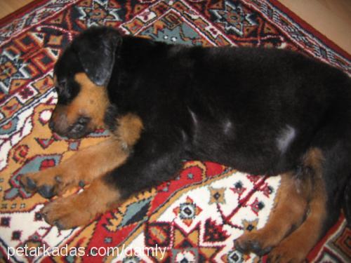 prenses Dişi Rottweiler