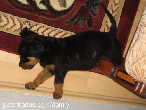 prenses Dişi Rottweiler