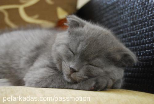 scotty Erkek Scottish Fold